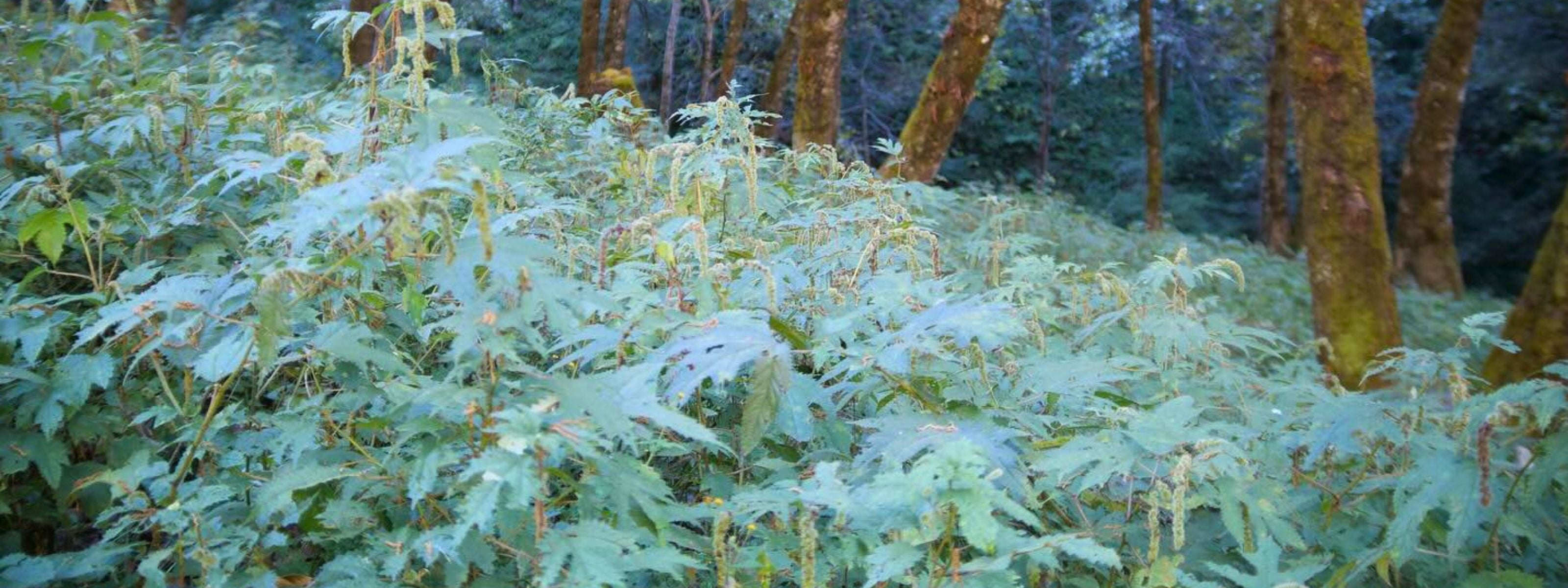 Forest scene with dense green foliage (nettle) 
and trees