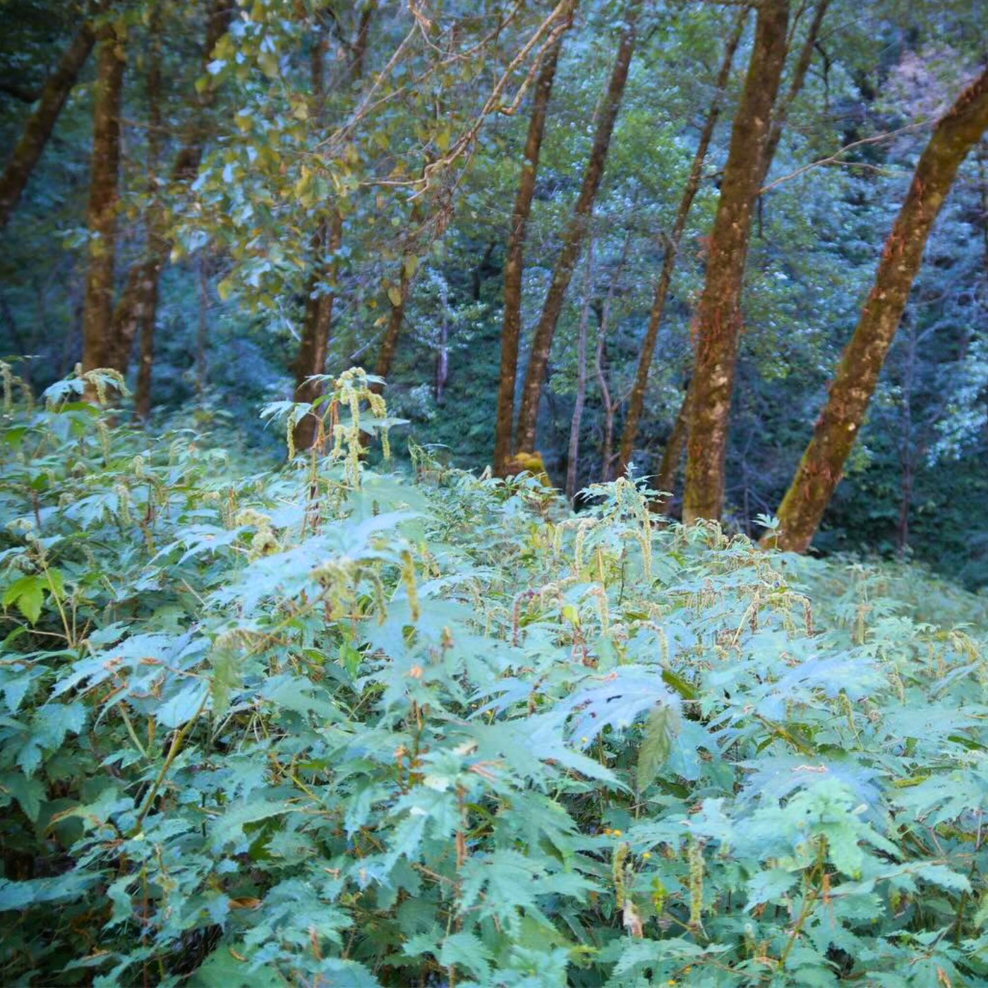 Slide image